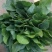 大叶菠菜25~30厘米