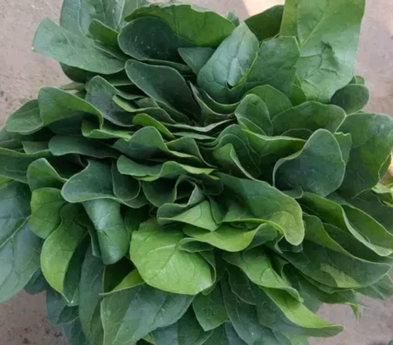 大叶菠菜25~30厘米