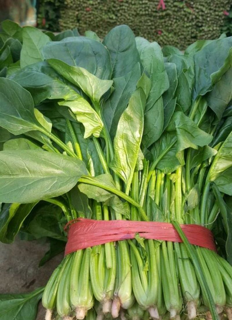 大叶菠菜25~30厘米
