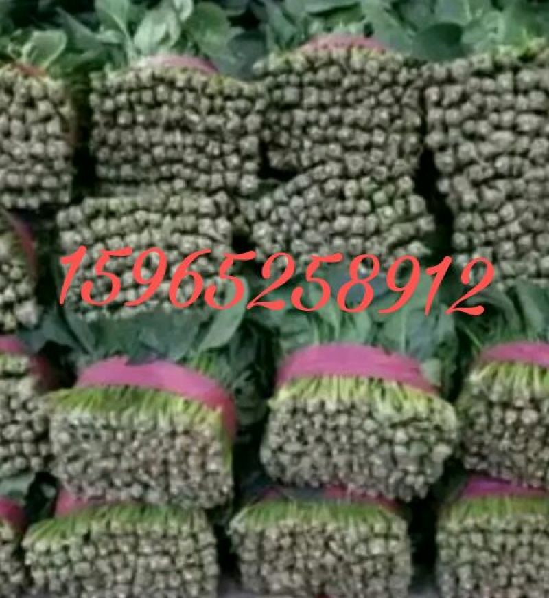 大叶菠菜25~30厘米