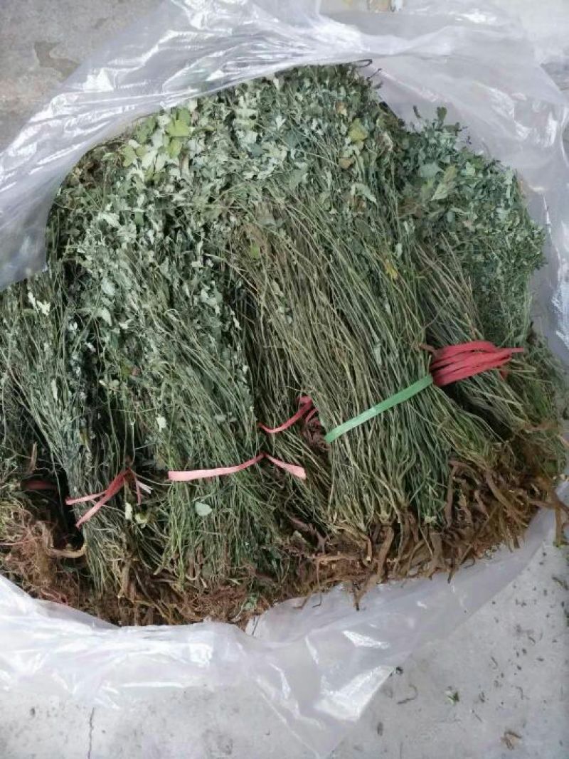岩黄连