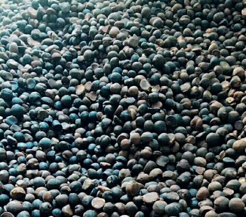 山茶油500ml