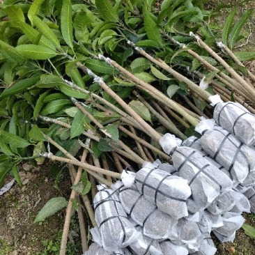 金煌芒树苗1m以下