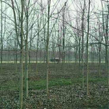 美国红枫，美国红枫红冠，美国红枫红点，