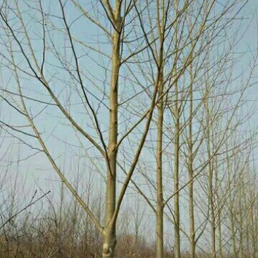法桐18~20cm14~16cm3.5~4米3米以上