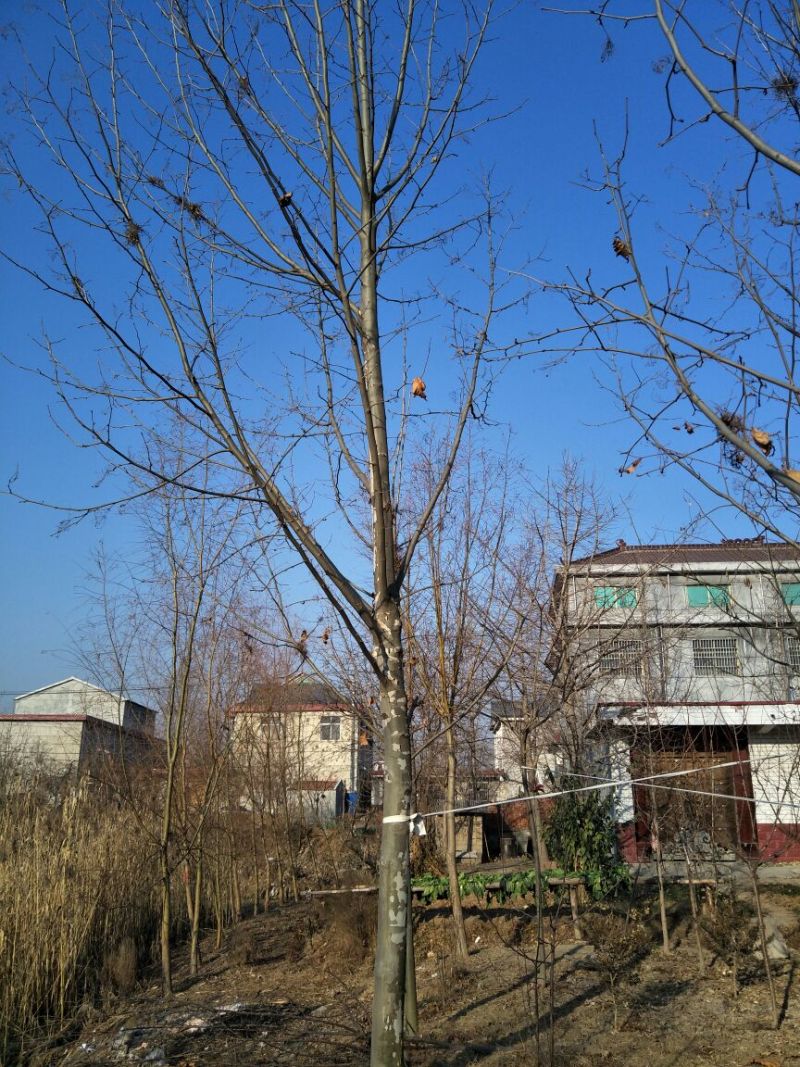 法桐18~20cm14~16cm3.5~4米3米以上