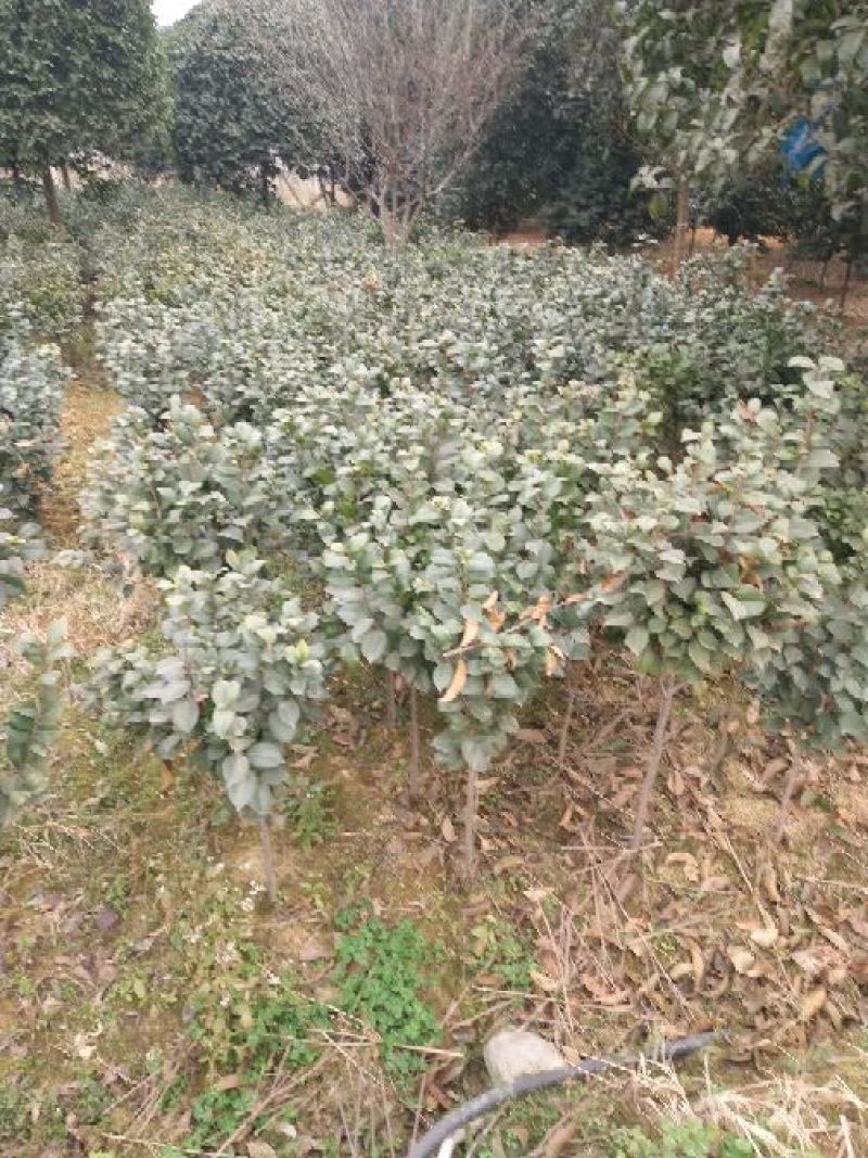 山茶花苗60~70cm3年