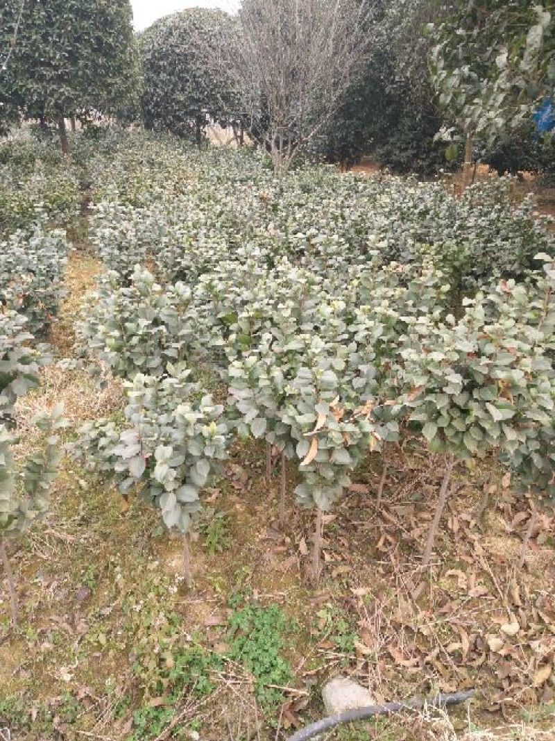 山茶花苗60~70cm3年