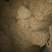 黄芪0.5~1.5cm