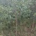 维纳斯黄金苹果苗乔化苹果苗