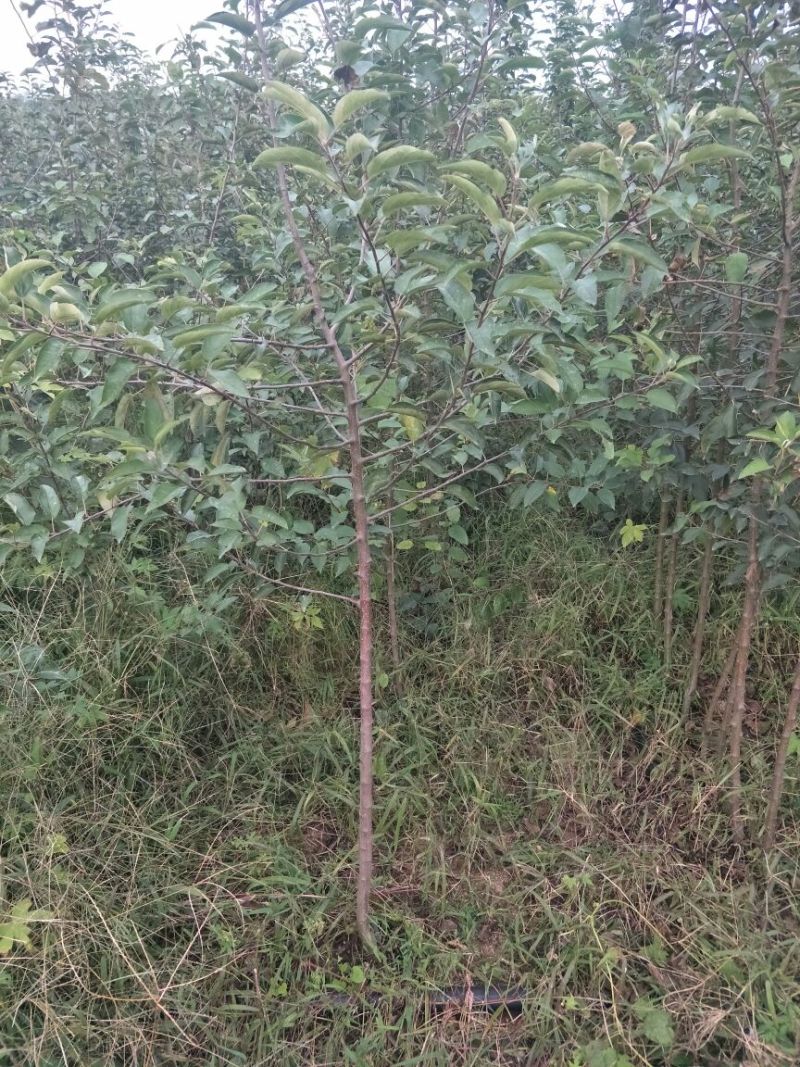 维纳斯黄金苹果苗乔化苹果苗