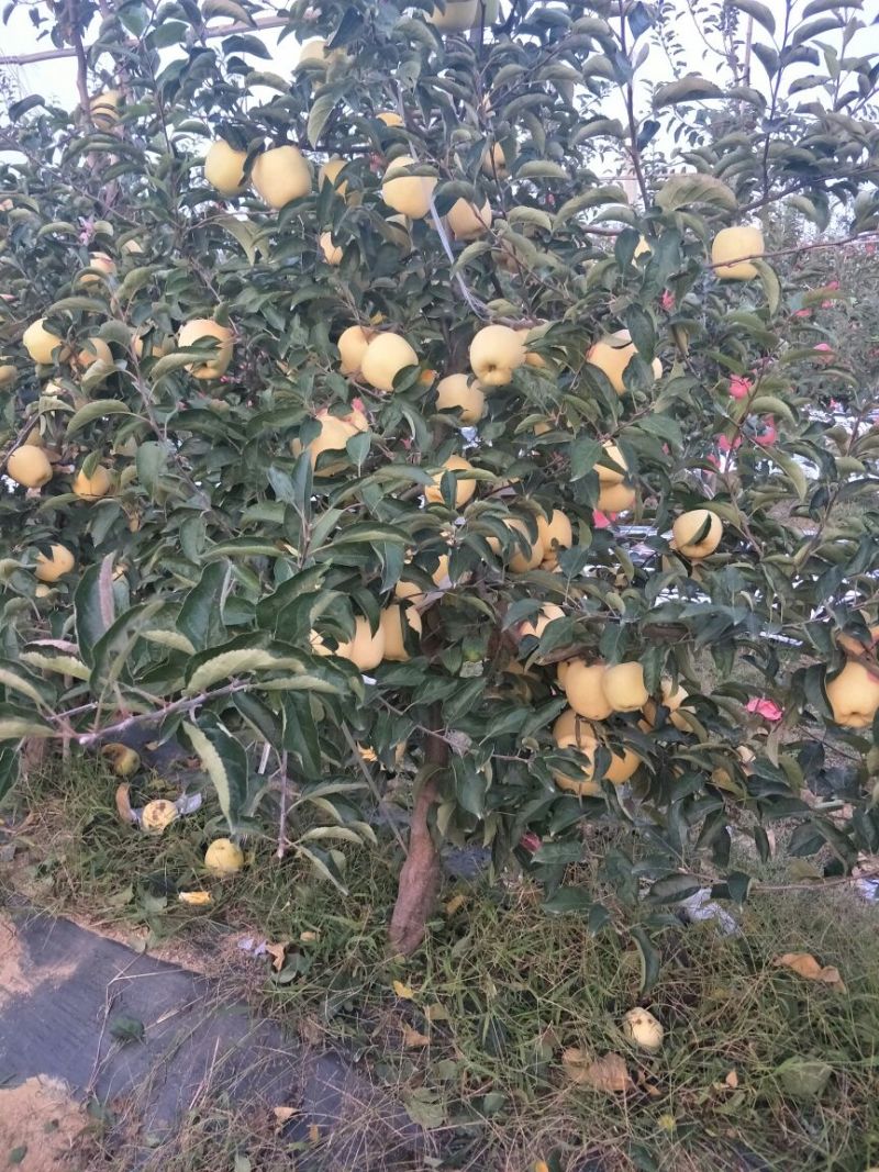 维纳斯黄金苹果苗乔化苹果苗