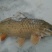 河鲤鱼2~3公斤食用