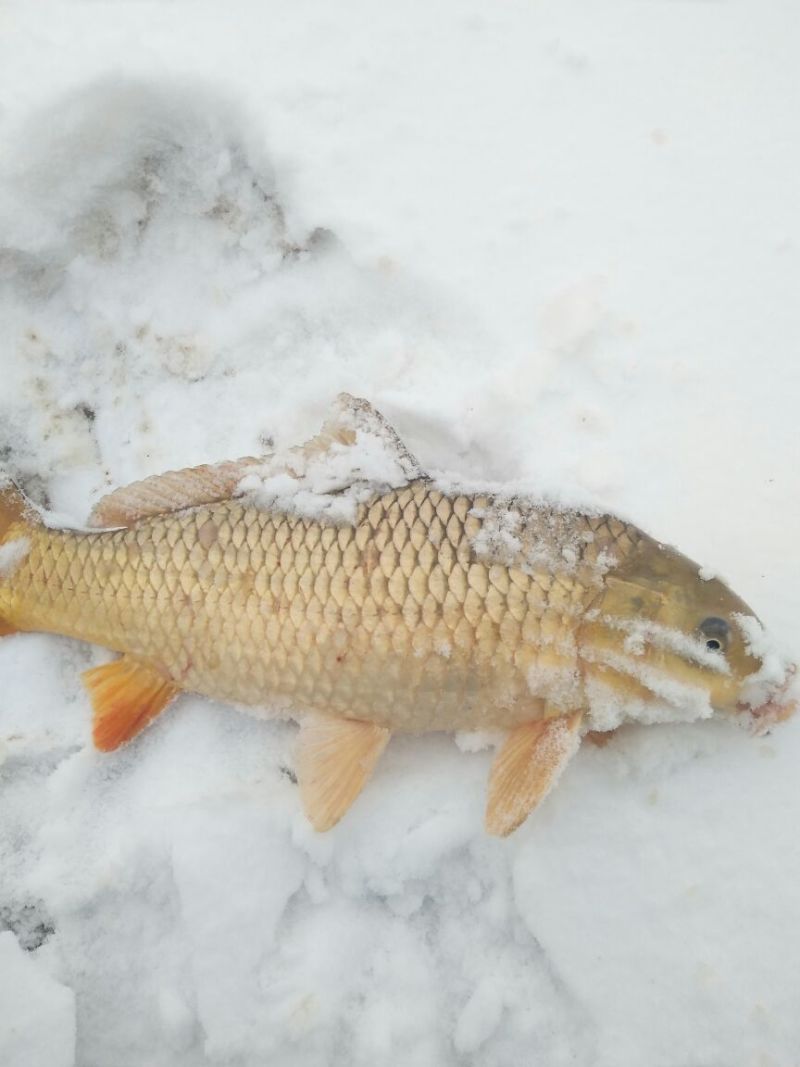 河鲤鱼2~3公斤食用
