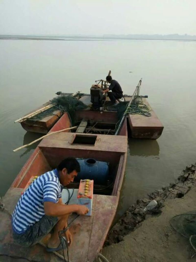 河鲤鱼2~3公斤食用