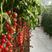 圣女果苗，樱桃西红柿苗，小黄色，黑色西红柿苗，草莓西红柿
