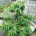 桃树盆景，树型优美，既可观赏，又兼顾吃果