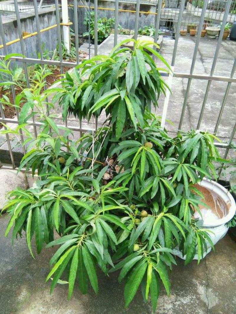 桃树盆景，树型优美，既可观赏，又兼顾吃果