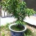 桃树盆景，树型优美，既可观赏，又兼顾吃果