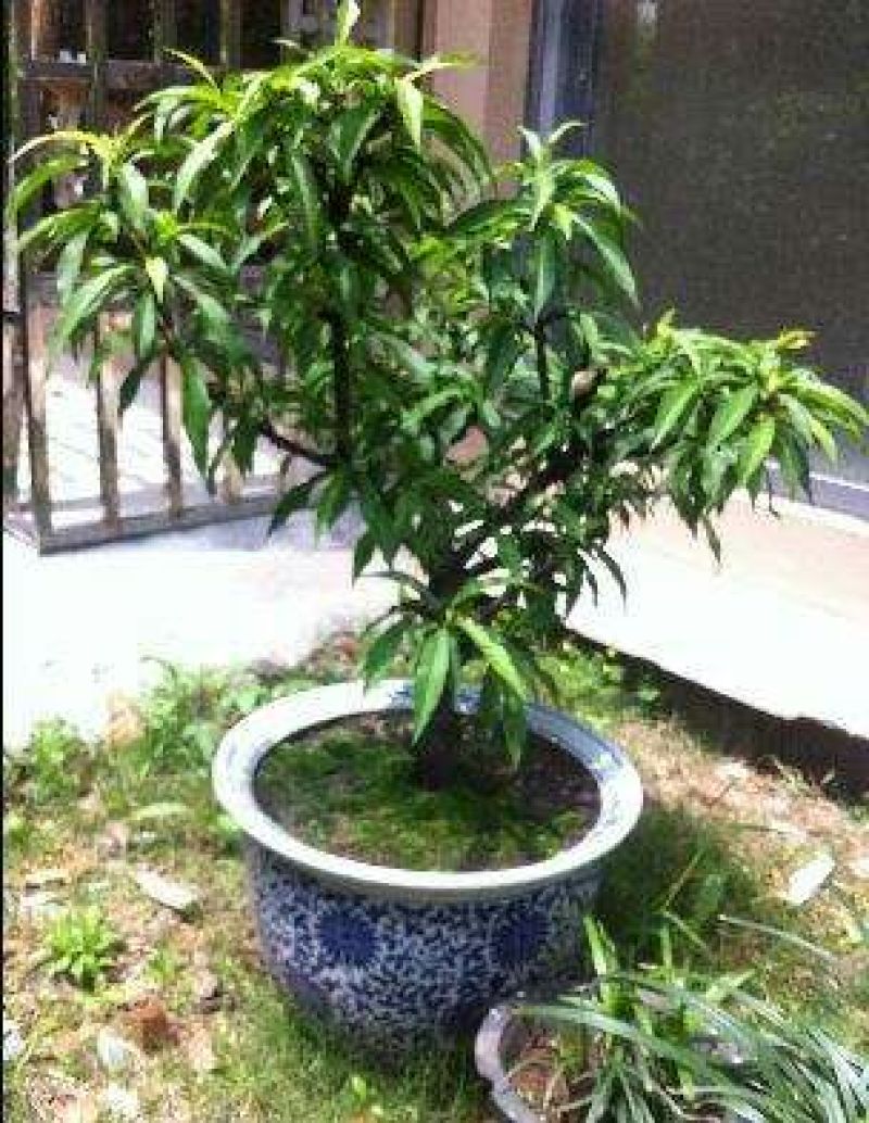 桃树盆景，树型优美，既可观赏，又兼顾吃果