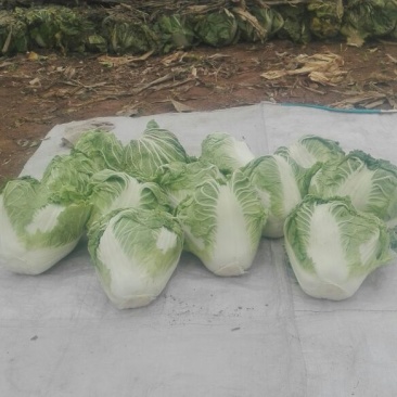 河南省焦作市修武县矮颗白菜秦杂二号上市量大供应中