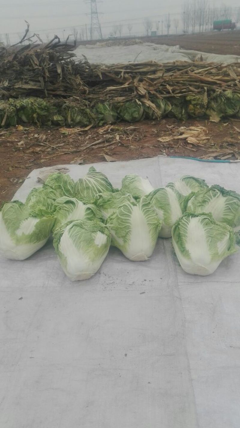 河南省焦作市修武县矮颗白菜秦杂二号上市量大供应中