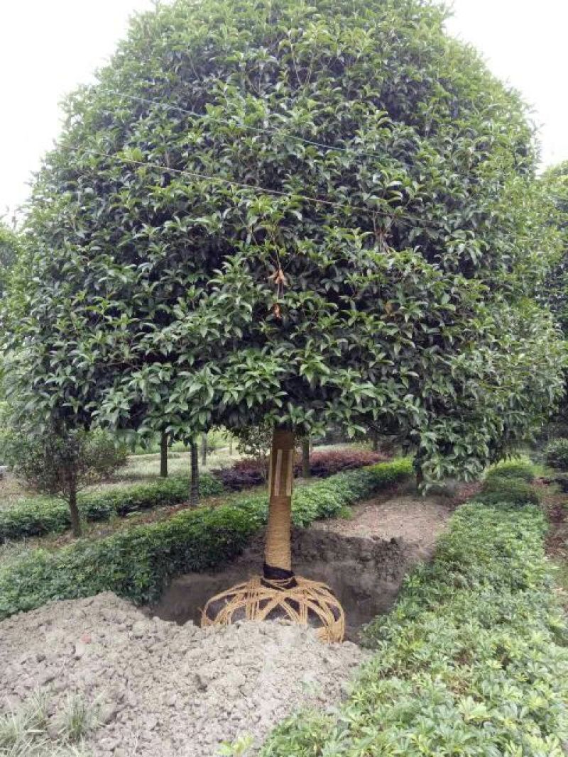 成都高杆桂花树金桂丹桂直径5~11cm高2.5~3米