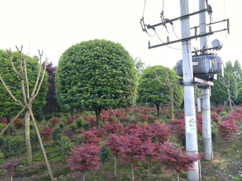 成都高杆桂花树金桂丹桂直径5~11cm高2.5~3米