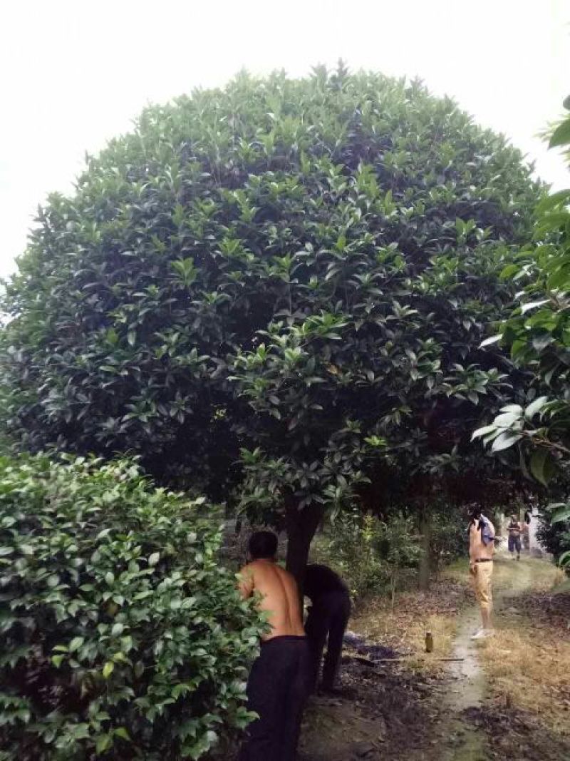 成都高杆桂花树金桂丹桂直径5~11cm高2.5~3米