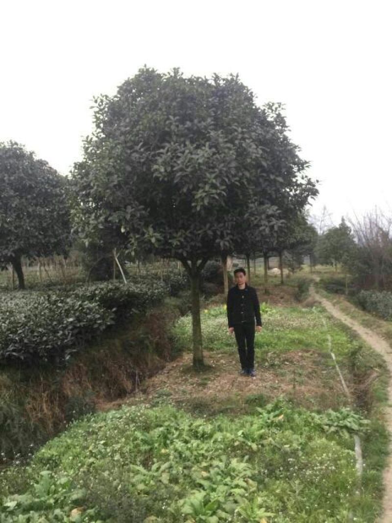 成都高杆桂花树金桂丹桂直径5~11cm高2.5~3米