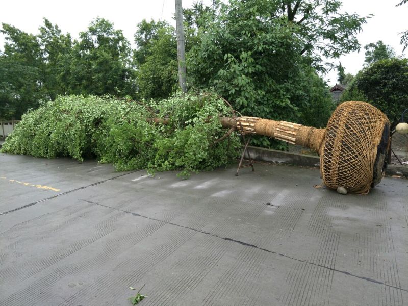 银杏实生树3米以上16~18cm4米以上