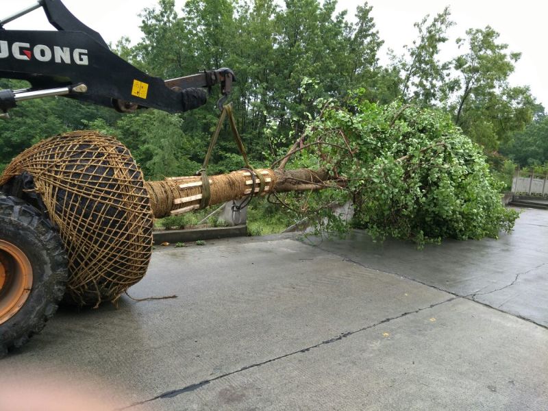银杏实生树3米以上16~18cm4米以上