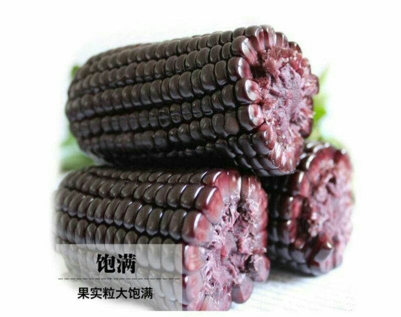 黑玉米种子93%