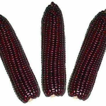 黑玉米种子93%