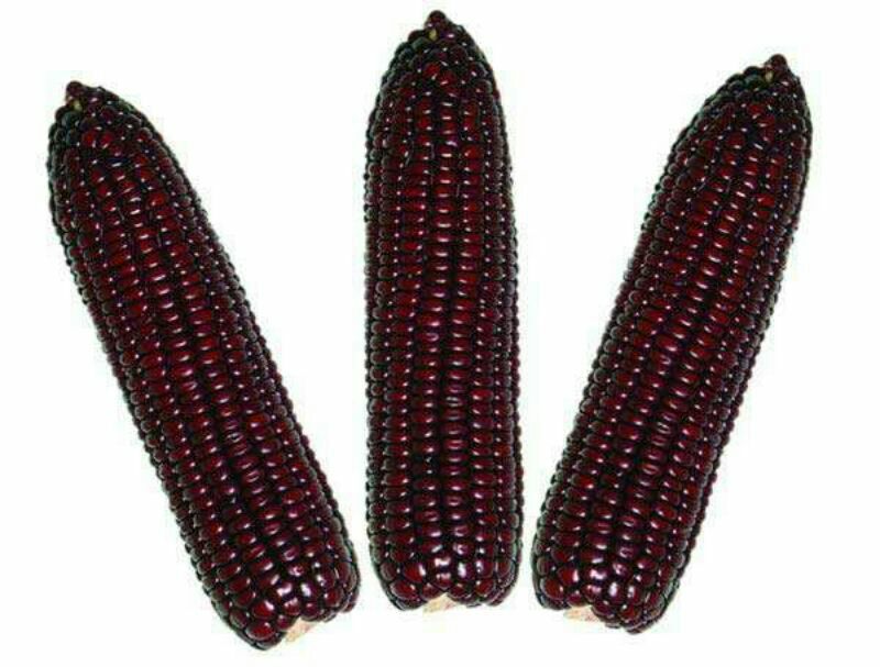 黑玉米种子93%