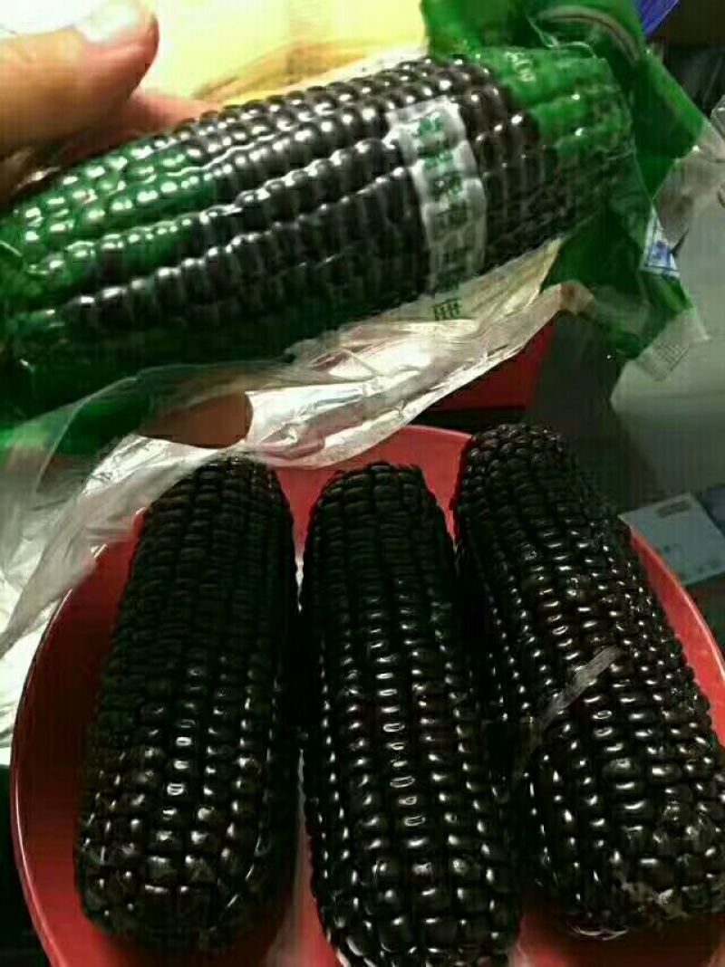 黑玉米种子93%
