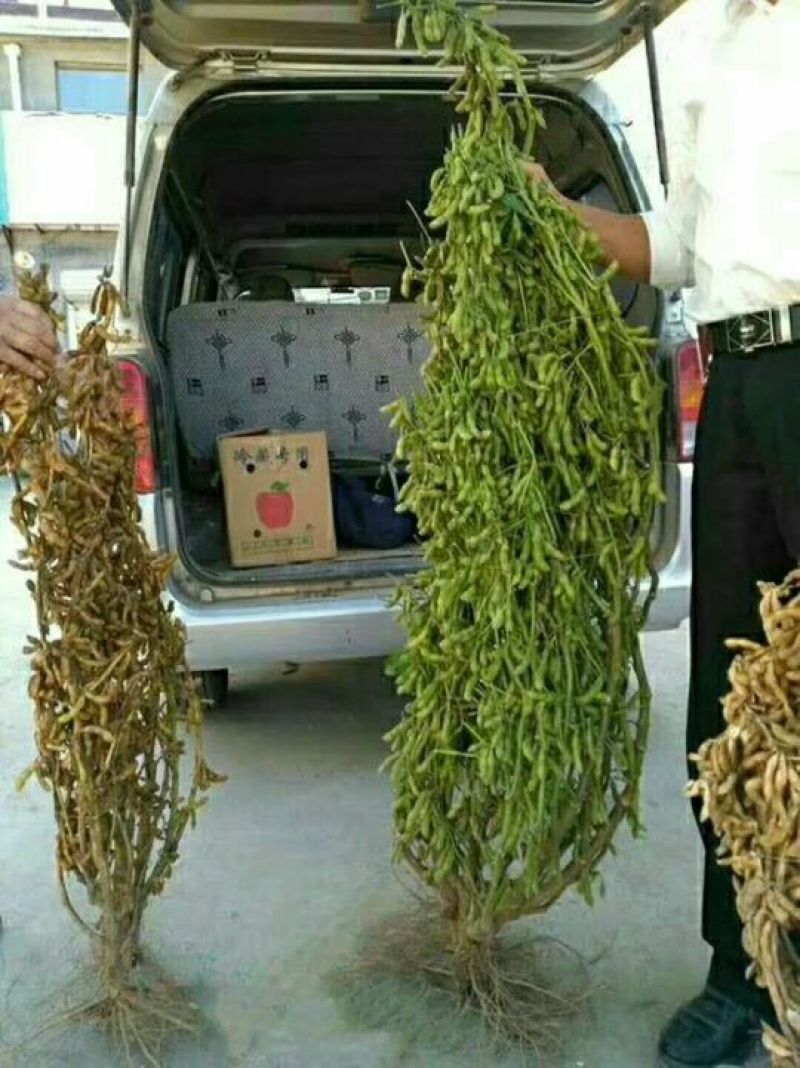 黄豆种子