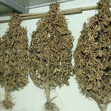 黄豆种子