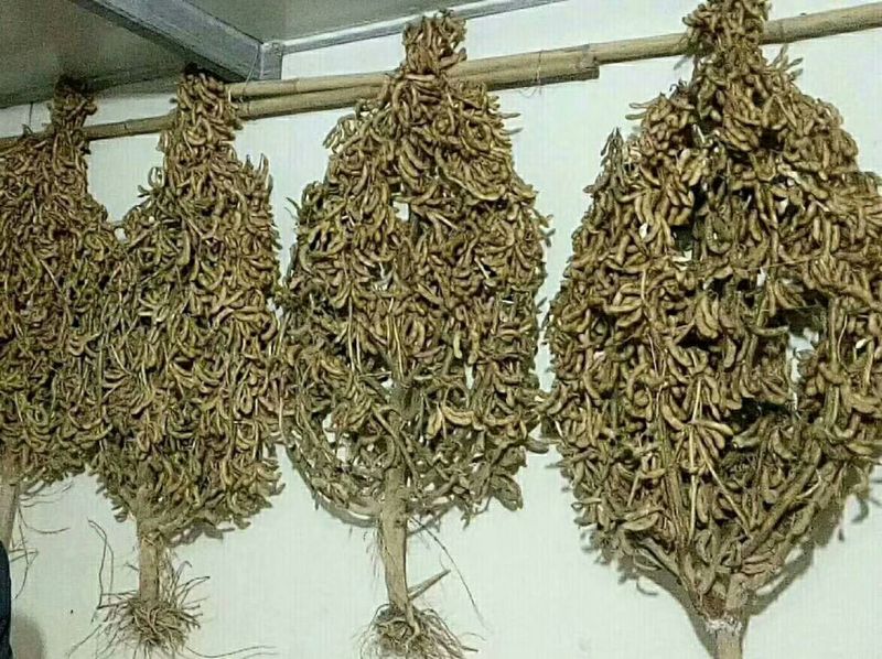 黄豆种子