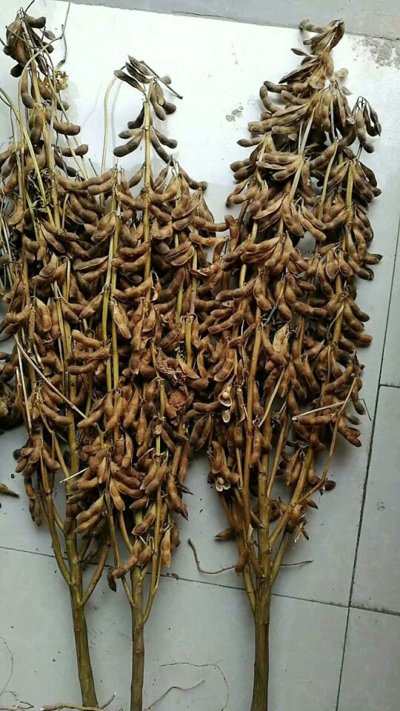 黄豆种子