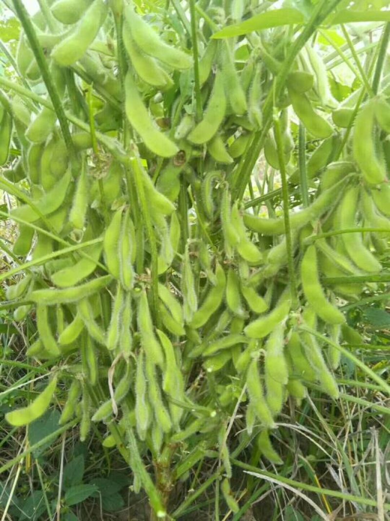 黄豆种子