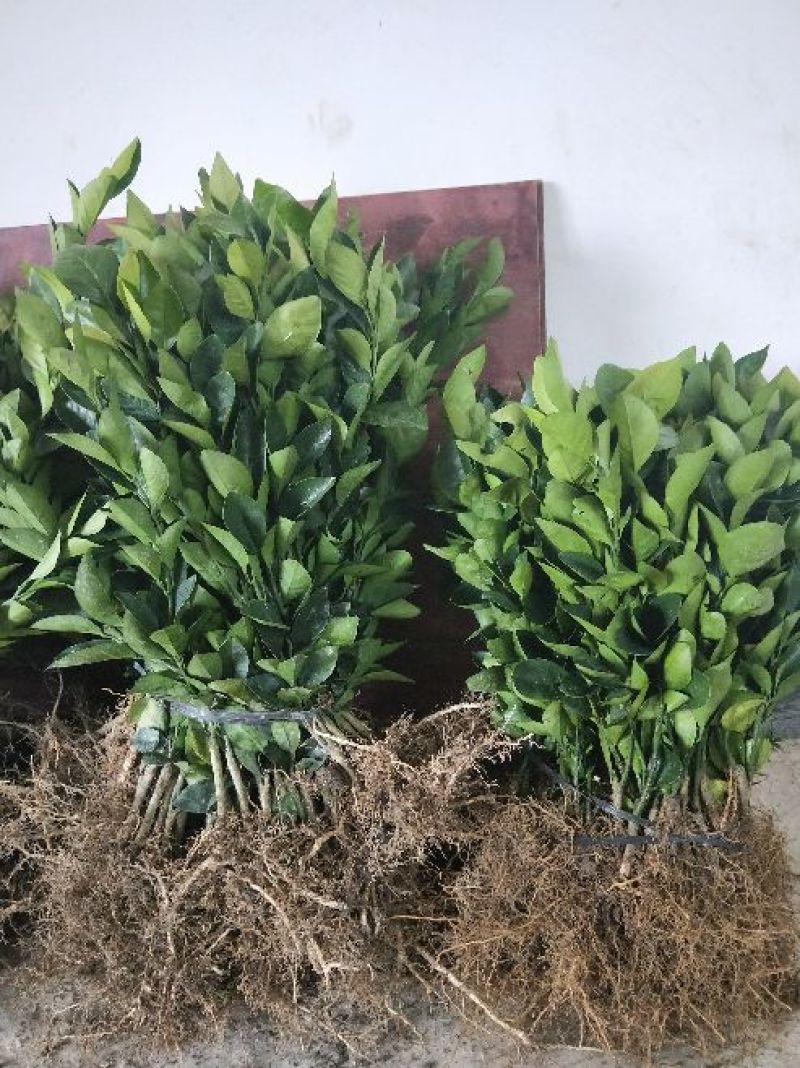 赣南脐橙脐橙树苗30~50cm