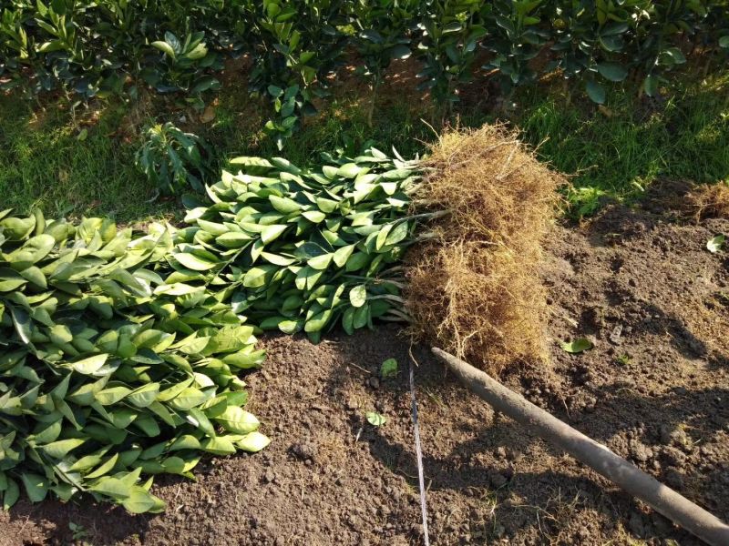 赣南脐橙脐橙树苗30~50cm