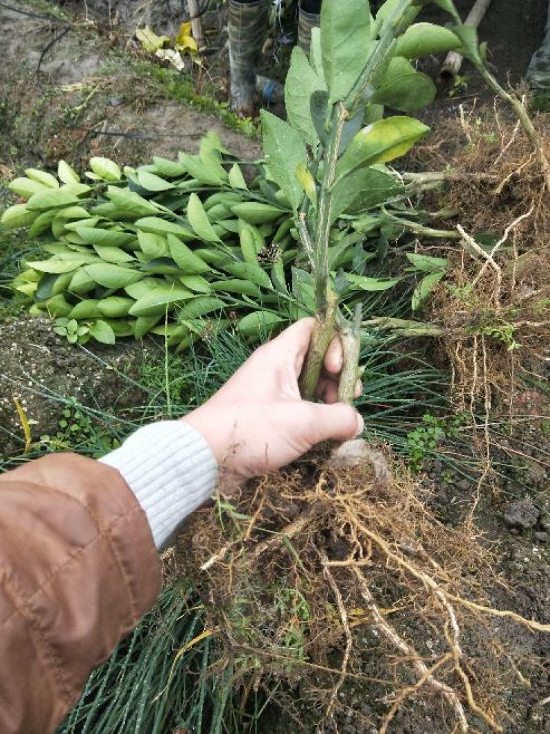 赣南脐橙脐橙树苗30~50cm