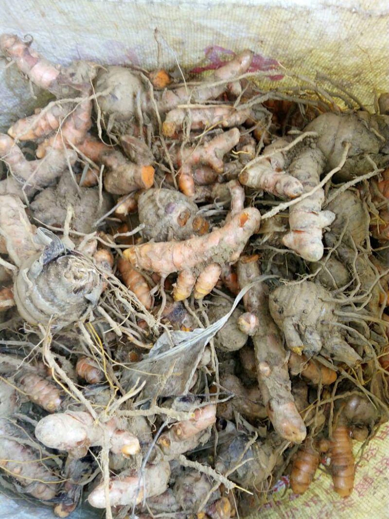 姜黄现货，现挖水洗子姜，母姜也可分开