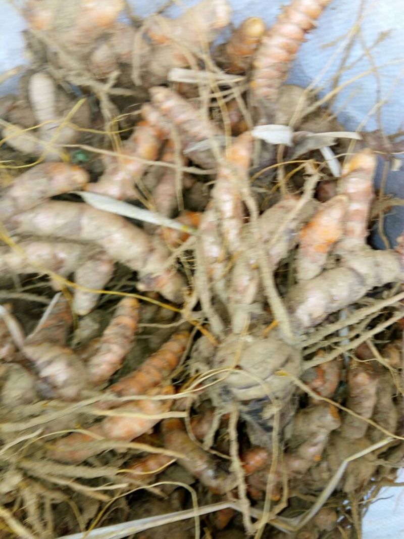 姜黄现货，现挖水洗子姜，母姜也可分开