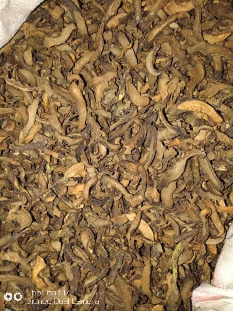 骨碎补，生长于贵州省黔西南州大山深处的野生货！