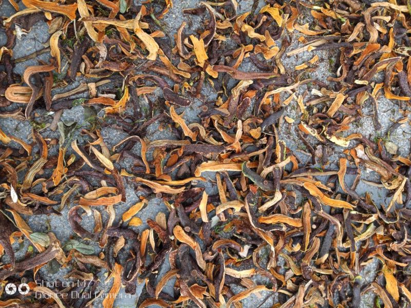 骨碎补，生长于贵州省黔西南州大山深处的野生货！