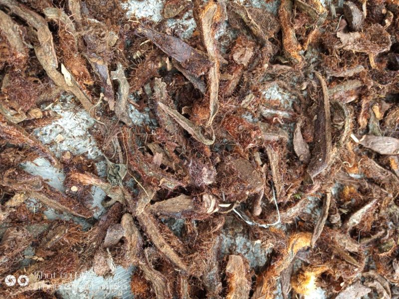骨碎补，生长于贵州省黔西南州大山深处的野生货！