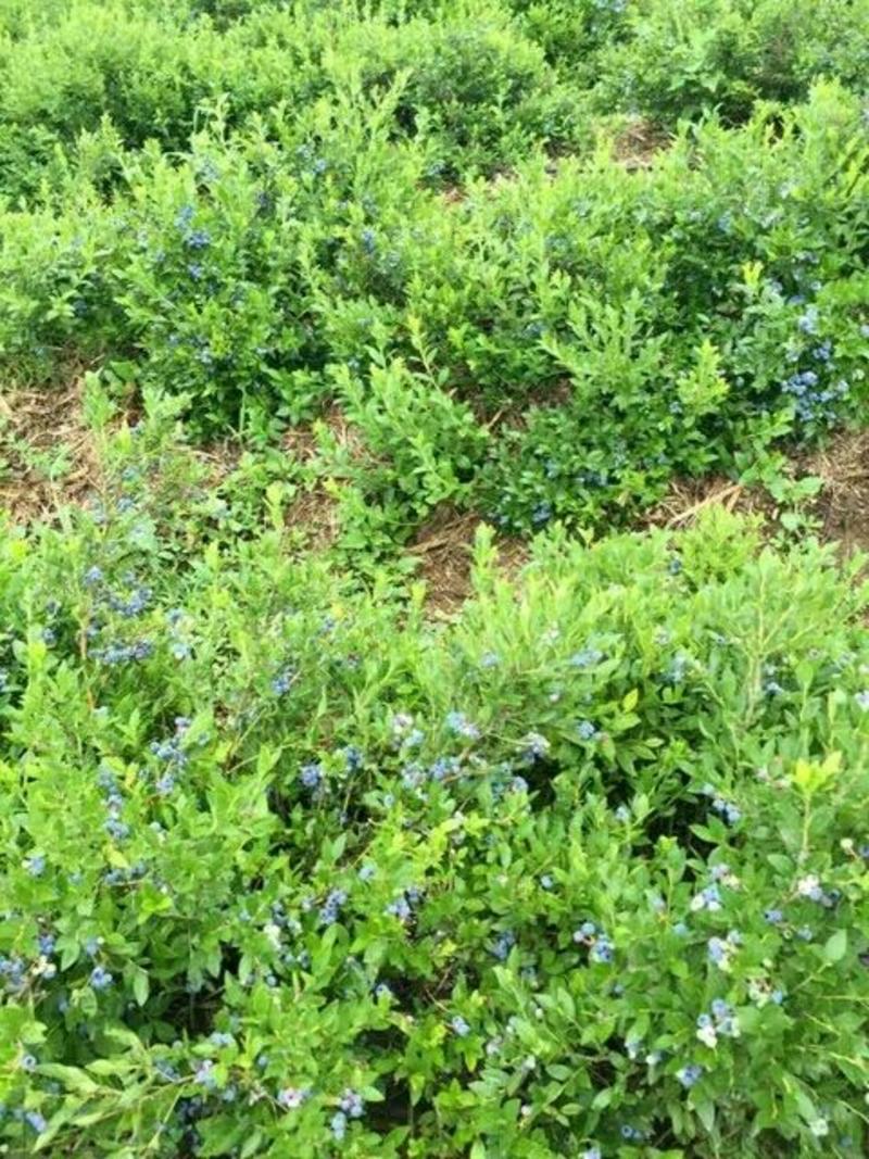 蓝莓苗大苗定植第二年挂果质量有保障货源充足